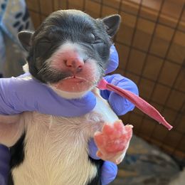 Pink collar girl - Black and white female Sheepadoodle puppy in Charlo, Montana from Heavenly Hilltop Farm