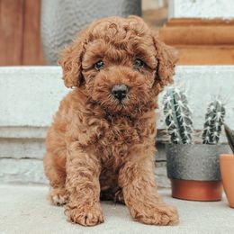 Poodle puppies from J & J Miniature Poodles of Chandler