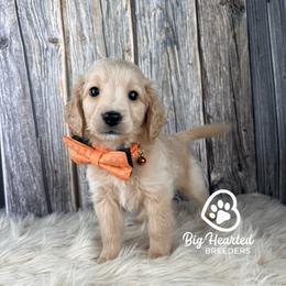Finn - Cream male Companion Cross puppy in Utah County, Utah from Big Hearted Breeders