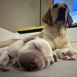 Labrador Retriever Puppies from Red Barn Family Labs