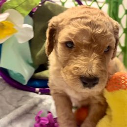 Goldendoodle and Poodle Puppies from Polly Wally Poodles and Doodles