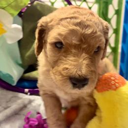 Goldendoodle and Poodle Puppies from Polly Wally Poodles and Doodles