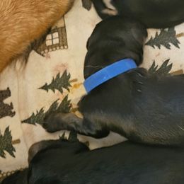 Mr Blue - Black and red male German Shepherd puppy in Newaygo, Michigan from Sterley Shepherds