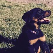 Beaucerons from Gardien Des Chutes