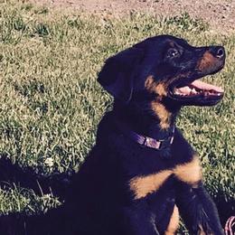 Beaucerons from Gardien Des Chutes
