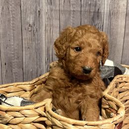 Alpha - Red  Goldendoodle puppy in Chelan, Washington from North Cascades Doodles