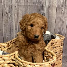 Alpha - Red  Goldendoodle puppy in Chelan, Washington from North Cascades Doodles