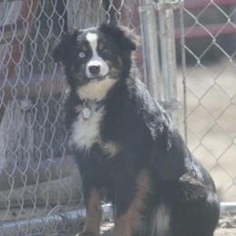Pearl - Miniature Australian Shepherd