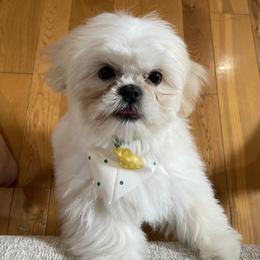 Valor - Cream and white male Shih Tzu puppy in Jerome, Idaho from Fields' Precious Pups