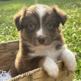 Miniature Australian Shepherd Puppies from Frazier Fluff & CO.