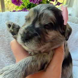 Silver - Blue merle female Bernedoodle puppy in Statesville, North Carolina from Loves legacy Doodles