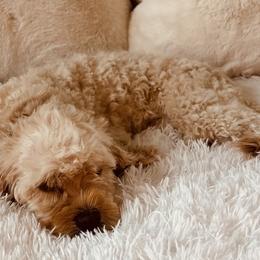 Darla - Cavapoo