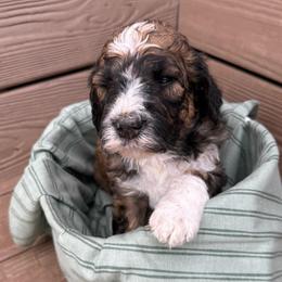 Ranger - Sable male Bernedoodle puppy in Mint Hill, North Carolina from Ball-Y-Hoo Bernedoodles
