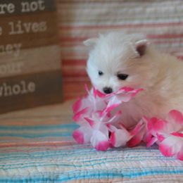 Pomeranian Puppies from Red Wagon Pomeranians