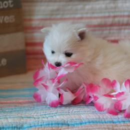 Pomeranian Puppies from Red Wagon Pomeranians