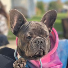 Liv - French Bulldog