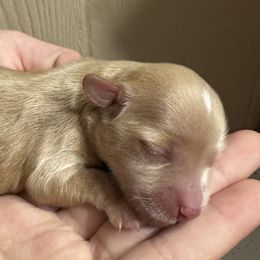 Charlie - Apricot male Maltipoo puppy in Mabelvale, Arkansas from Durham's Designer Poos