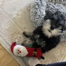 Miniature Schnauzer Puppies from Pups With Potential