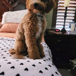 Goldendoodle All Grown Up from Goldendoodle AZ