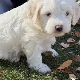 Zeus - White male Bernedoodle puppy in Larimer County, Colorado from Puppy Love Doodles