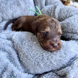 Mickey Mouse - Phantom male Goldendoodle puppy in Taylorsville, Georgia from Sweet Southern Doodles
