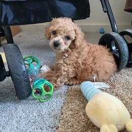Maxwell - Apricot male Poodle puppy in Blanch, North Carolina from Faithful Hearts Kennel