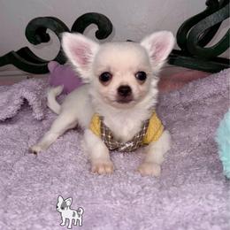 Cadbury 3,500 - White male Chihuahua puppy in Naples, Florida from Naples Tiny Dogs