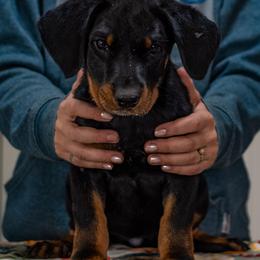 Enoki - Black and tan female Beauceron puppy in Margate, Florida from Soleil et Lune Beaucerons