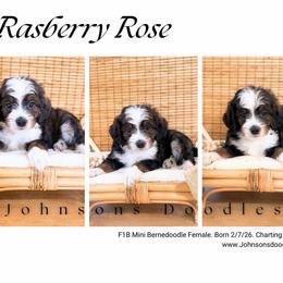 Raspberry rose - Sable female Bernedoodle puppy in North Royalton, Ohio from Johnson's Doodles