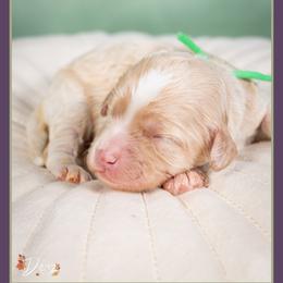 Eddie - Buff male Cockapoo puppy in Connersville, Indiana from Deaz Doodle Ranch