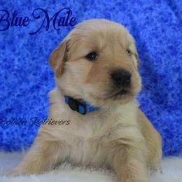 Dark Blue Collar Boy - Golden male Golden Retriever puppy in Otis Orchards, Washington from Sunlite Golden Retrievers
