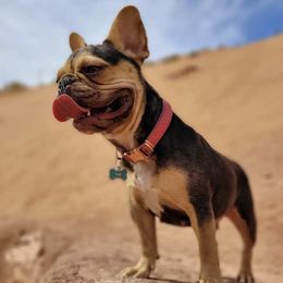 French Bulldogs from My Family Frenchies