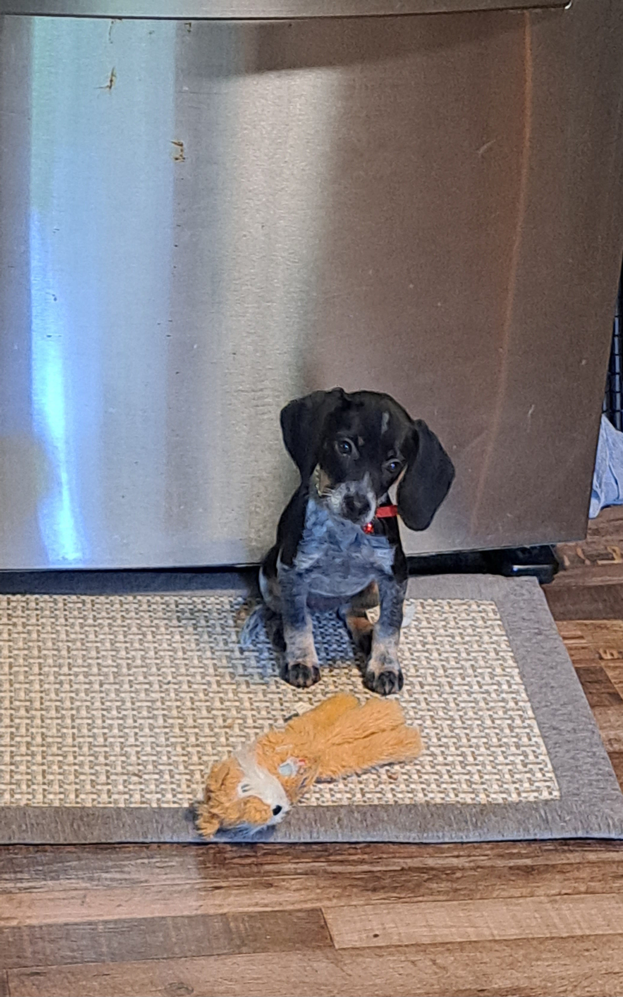 Basset Hound and Beagle Puppies from Orange Mountain Basset Hounds & Beagles
