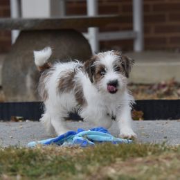 Lizzie Boy 1 - White and tan male Russell Terrier puppy in Middletown, Virginia from DBF Russell Terriers