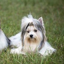 Biewer Terriers from Miabella Biewer