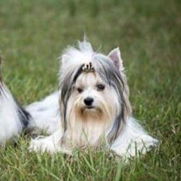 Biewer Terriers from Miabella Biewer