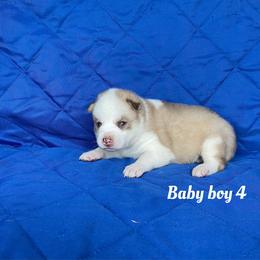 Baby boy 4 - Sable and white male Siberian Husky puppy in Ocala, Florida from Florida Husky Puppies