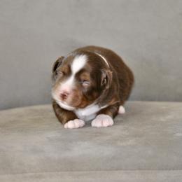 JACE - Red tri-color female Miniature American Shepherd puppy in Bixby, Oklahoma from Roeboat Aussies
