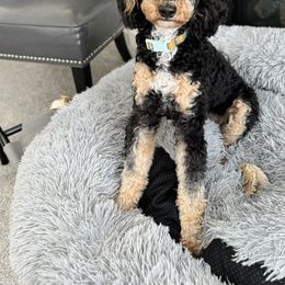 Bernedoodles, Goldendoodles, and Poodles from Anam Cara Pups