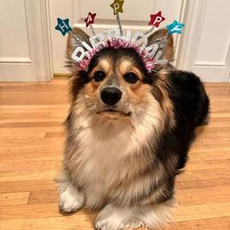 Pembroke Welsh Corgi All Grown Up from Han Dynasty Corgis