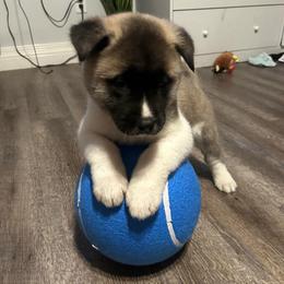 Light blue - Brown brindle male Akita puppy in Las Vegas, Nevada from Ishikawa Akita's