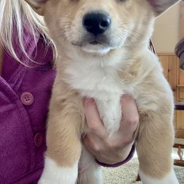 Pembroke Welsh Corgi and Poodle Puppies from Blue Diamond Kennel