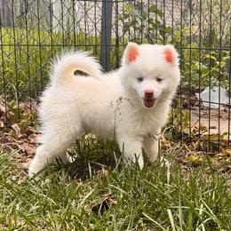 Atlas - White male Pomsky puppy in Lincoln, Nebraska from Blue Heaven Pomsky
