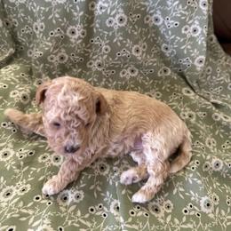 Alexandra 2 - Black female Maltipoo puppy in Weeki Wachee, Florida from Dreamspoodleandmaltese