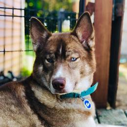 Georgia - Siberian Husky