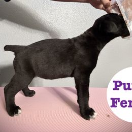 Cane Corso and Miniature Schnauzer Puppies from P1FamilyCanines