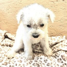 Pearl - White female Miniature Schnauzer puppy in Warrenville, South Carolina from All Paws Pet Resort