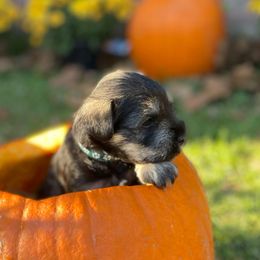 Comet - Salt and pepper male Miniature Schnauzer puppy in Anthony, Florida from Amanda Tragash