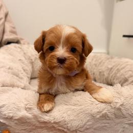 Alice - Caramel female Australian Labradoodle puppy in Nashville, Tennessee from SF Australian Labradoodles