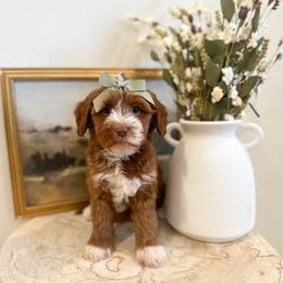 Aurora - Caramel red female Australian Labradoodle puppy in Palmdale, California from Pixie Doodle Paws